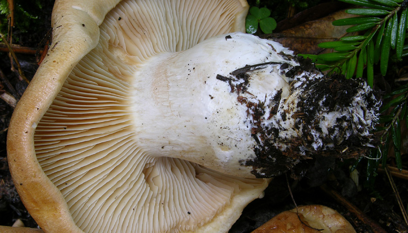 Cortinarius pseudocrassus da confermare.